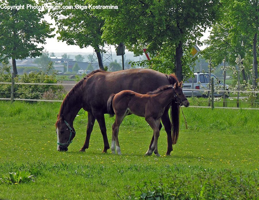 Animal, Colt Horse, Foal, Horse, Mammal