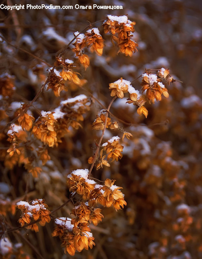 Blossom, Flora, Flower, Plant, Conifer, Fir, Tree