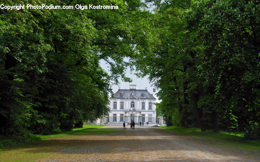 Architecture, Mansion, Oak, Tree, Wood, Campus, Conifer