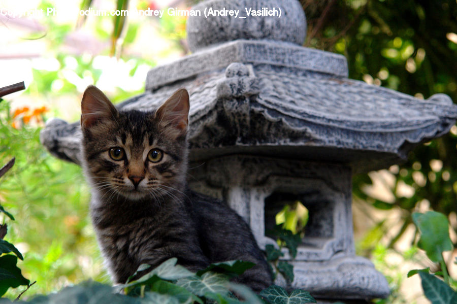Animal, Cat, Mammal, Pet, Kitten, Abyssinian, Ivy