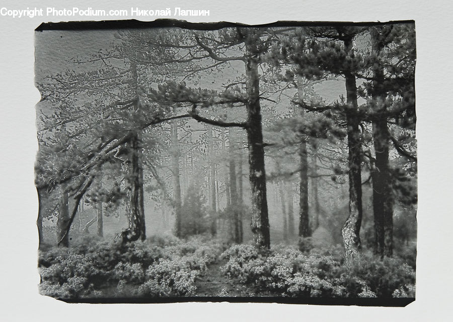 Forest, Vegetation, Plant, Tree, Oak, Wood