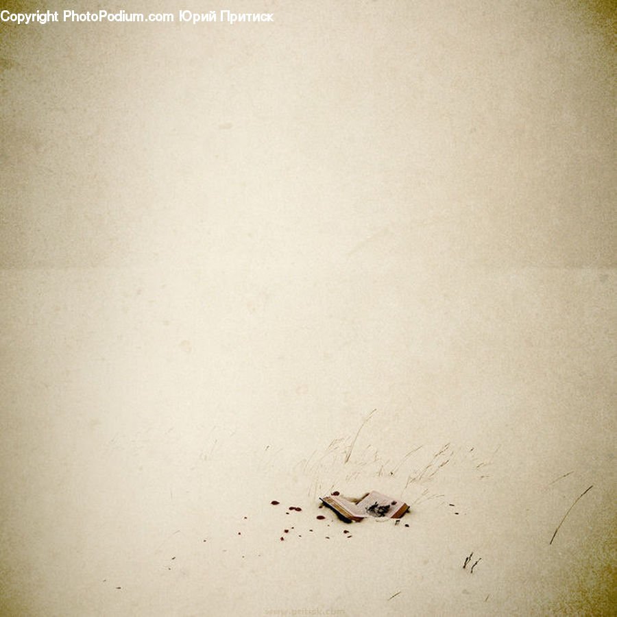 Cockroach, Insect, Invertebrate