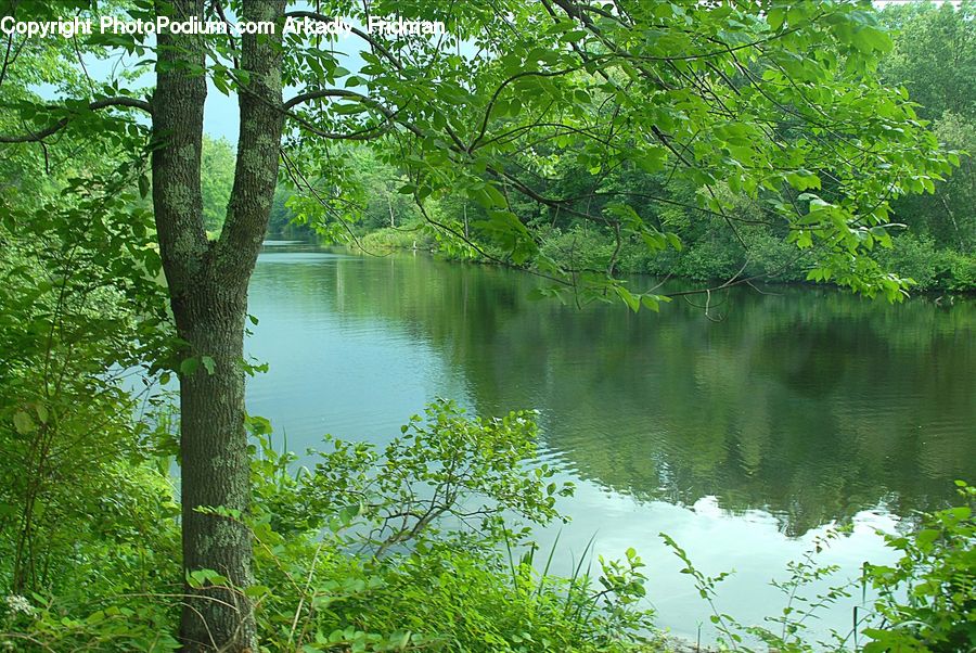 Outdoors, Pond, Water, Forest, Vegetation, Blossom, Flora