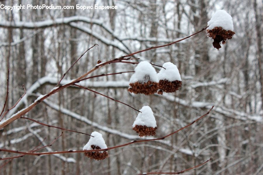 Cotton, Fiber, Ice, Outdoors, Snow, Frost, Plant