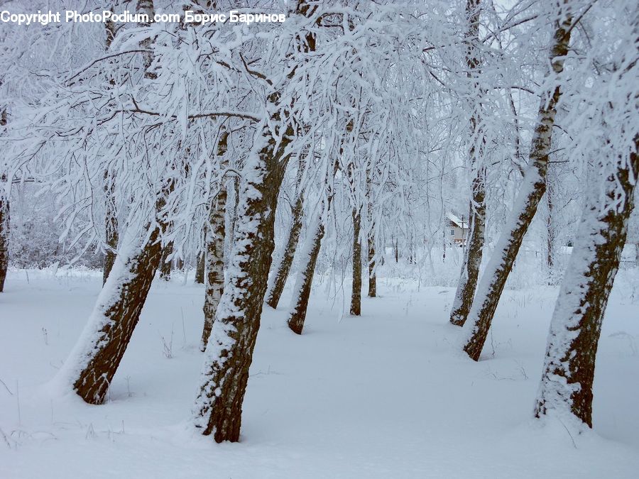 Birch, Tree, Wood, Ice, Outdoors, Snow, Forest