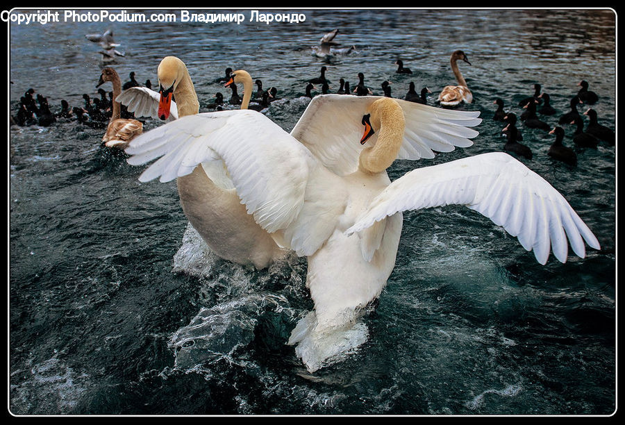 Bird, Swan, Waterfowl, Goose, Duck, Teal