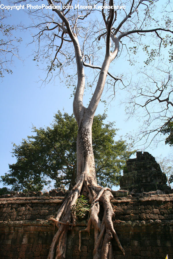 Root, Rock, Ruins, Plant, Tree, Architecture, Housing