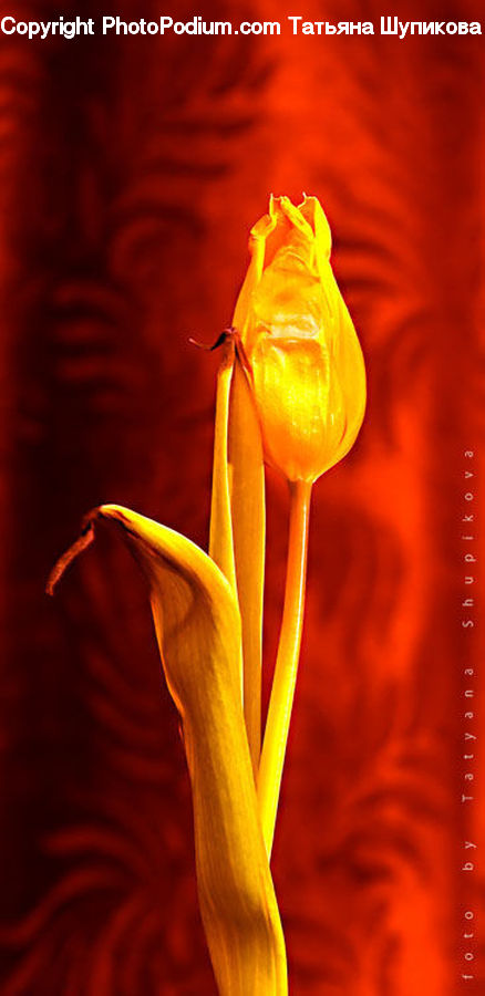 Blossom, Flora, Flower, Plant, Tulip, Amaryllis, Rose