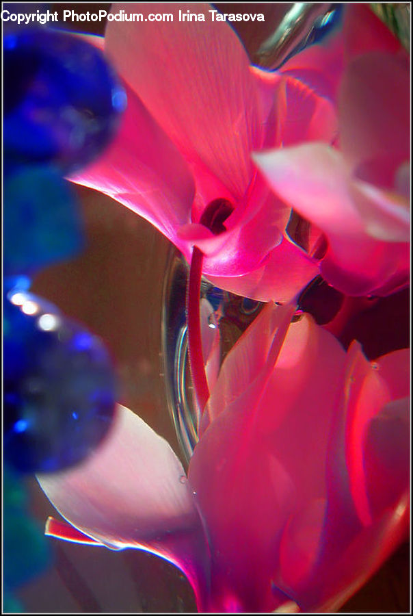 Flora, Flower, Gladiolus, Plant, Blossom, Geranium, Flower Arrangement