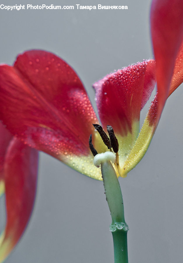 Bud, Plant, Bird, Parakeet, Parrot, Blossom, Flora