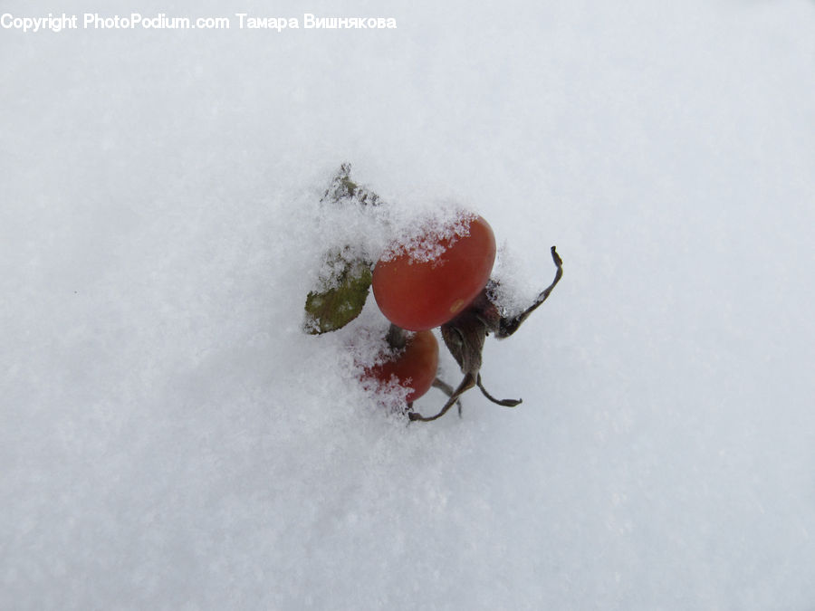 Ice, Outdoors, Snow, Tick