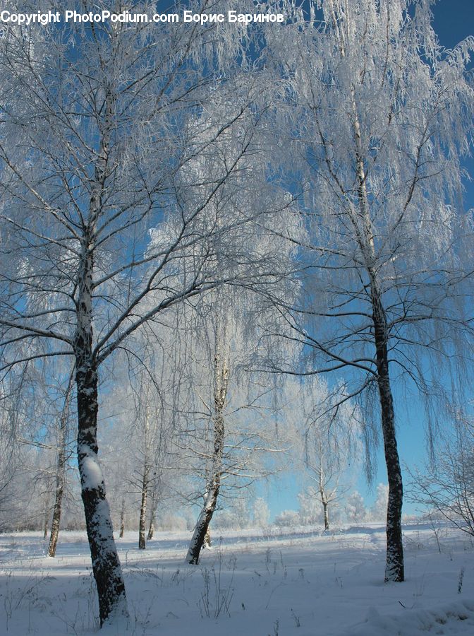 Birch, Tree, Wood, Landscape, Nature, Scenery, Plant