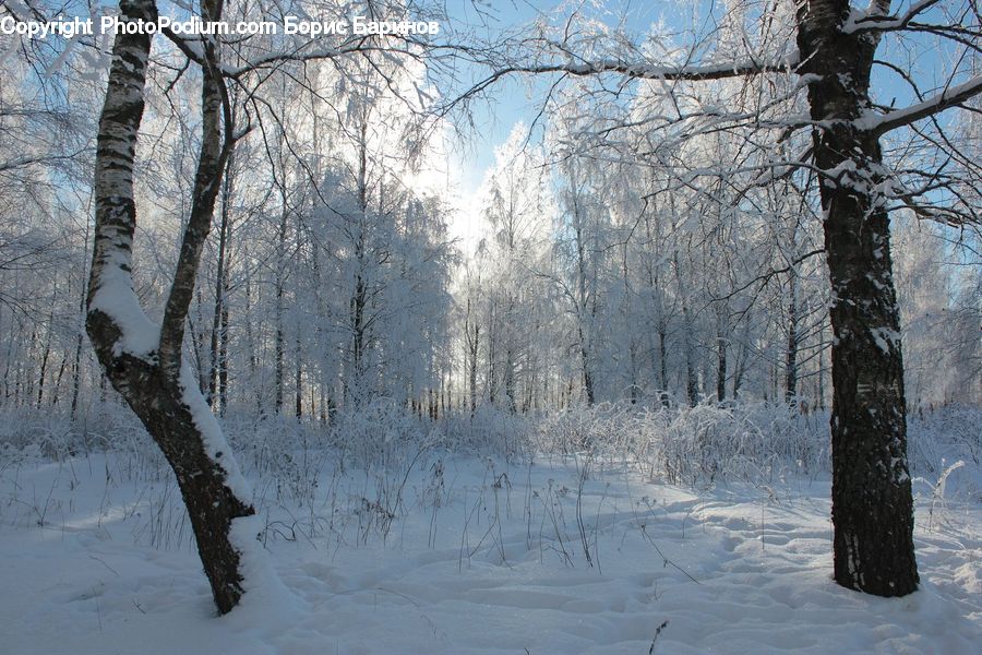 Birch, Tree, Wood, Ice, Outdoors, Snow, Plant