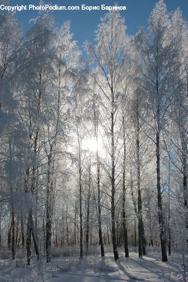 Frost, Ice, Outdoors, Snow, Birch, Tree, Wood