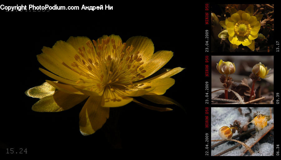 Collage, Poster, Blossom, Flora, Flower, Plant, Pollen