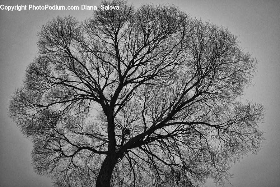 Plant, Tree, Oak, Wood, Silhouette