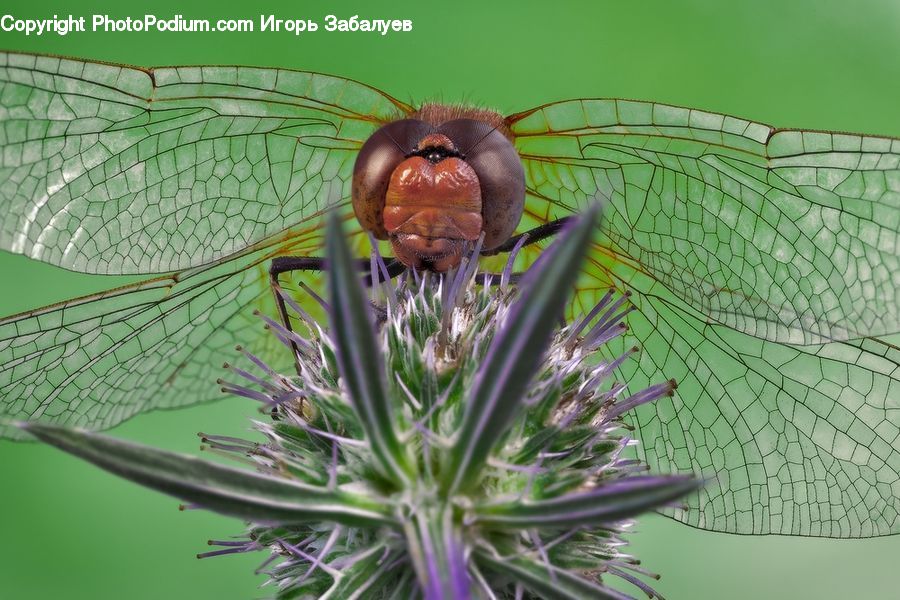 Anisoptera, Dragonfly, Insect, Invertebrate, Aster, Blossom, Flower