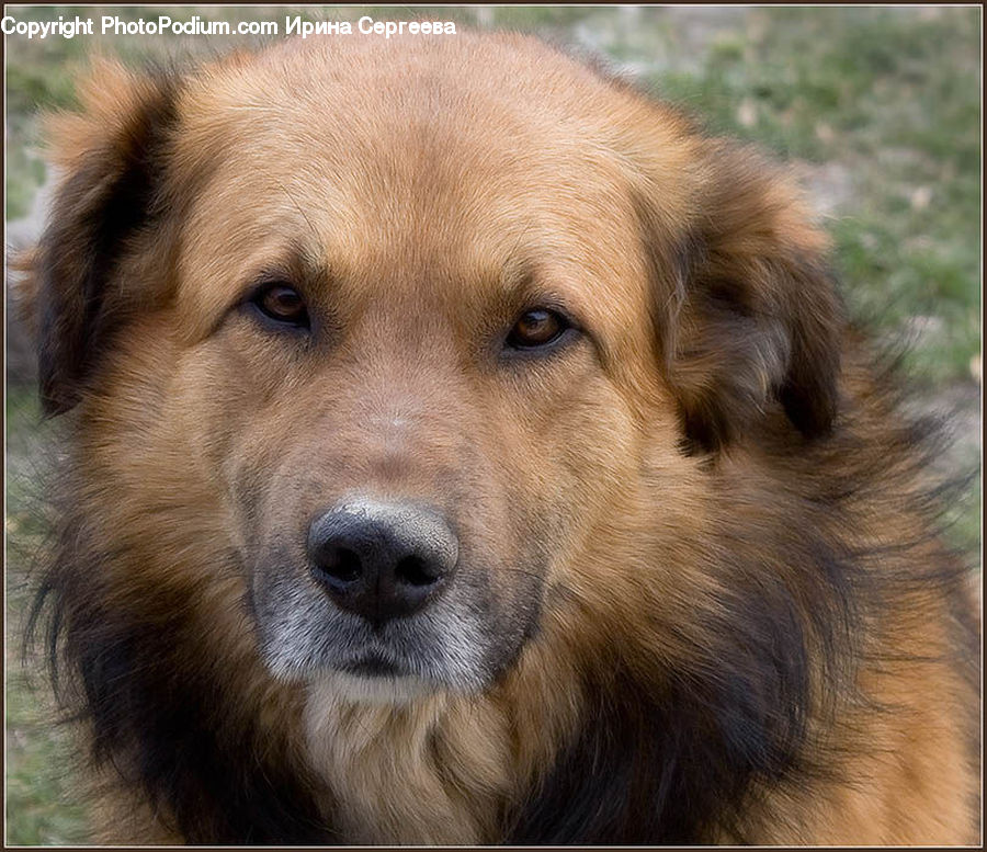 Animal, Canine, Dog, Golden Retriever, Mammal, Pet, Puppy