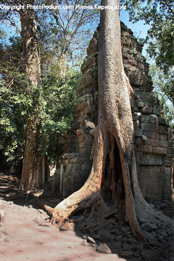 Root, Rock, Forest, Vegetation, Fir, Redwood, Tree