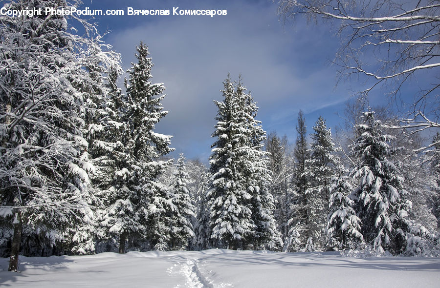 Conifer, Fir, Spruce, Wood, Plant, Tree, Ice