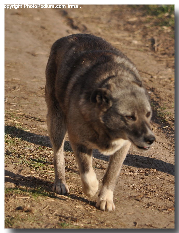 Animal, Canine, Dog, Husky, Mammal, Pet