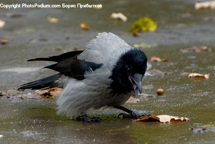 Bird, Blackbird, Crow, Beak