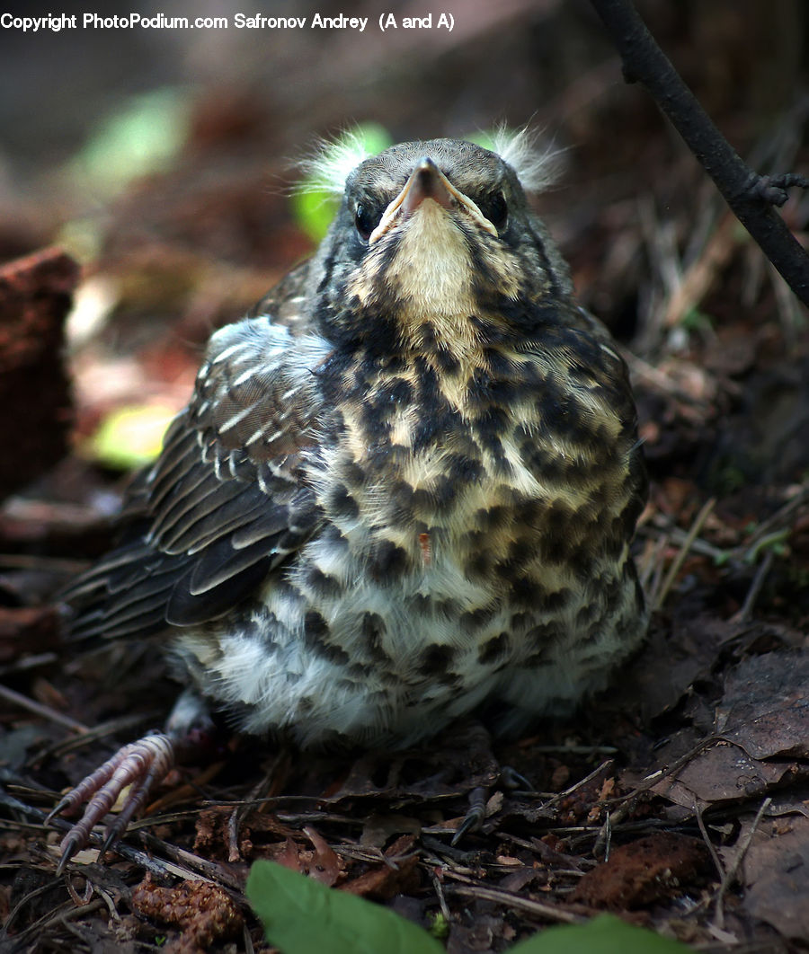 Bird, Buzzard, Harrier, Hawk, Vulture, Beak