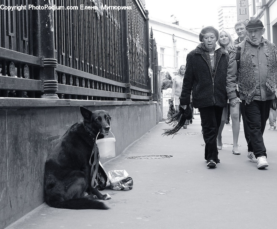 Human, People, Person, Animal, Railing, City, Downtown