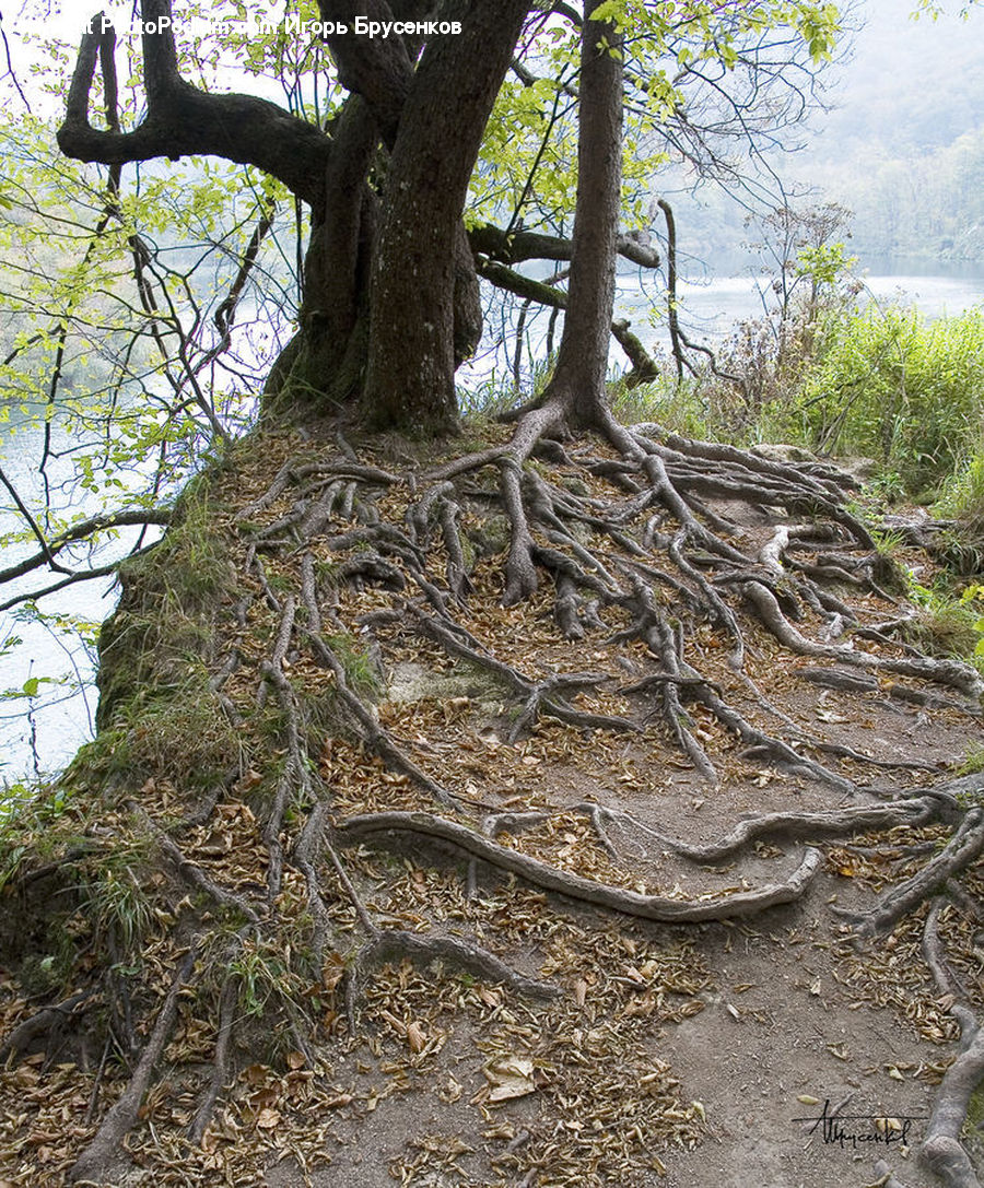 Oak, Tree, Wood, Root, Plant, Soil, Ground