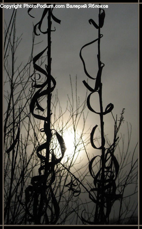 Silhouette, Plant, Tree, Art, Modern Art, Blossom, Flora