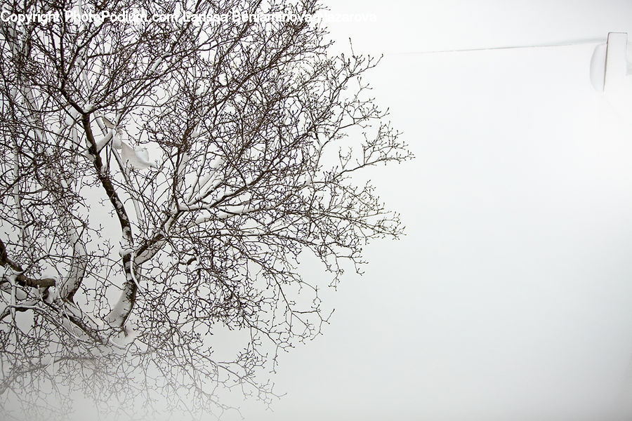 Plant, Tree, Blizzard, Outdoors, Snow, Weather, Winter