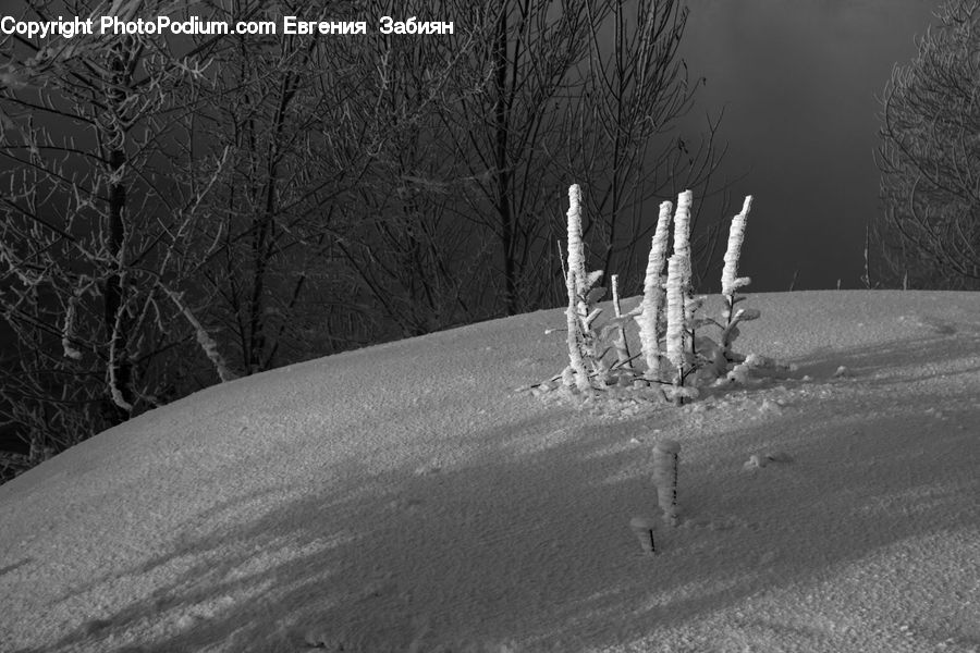 Ice, Outdoors, Snow, Forest, Vegetation