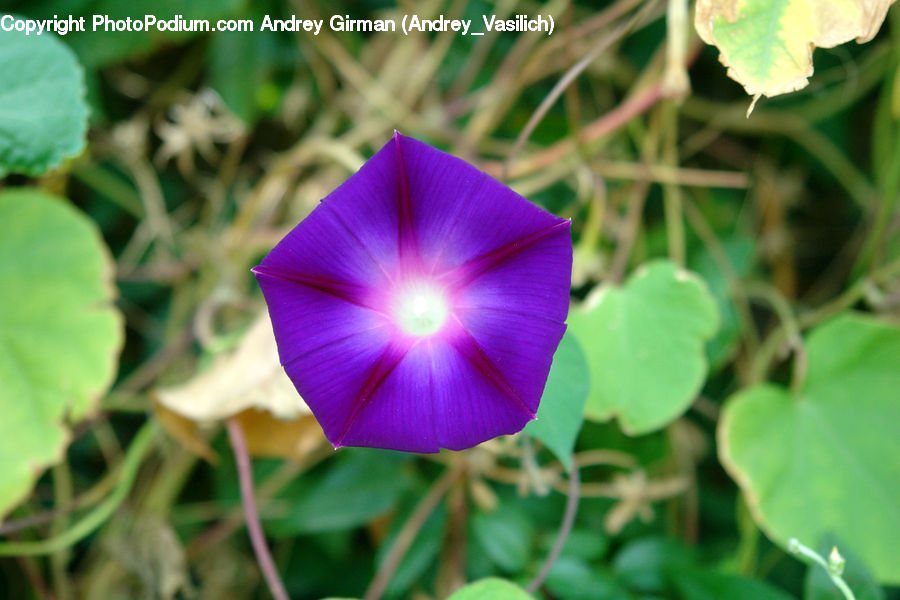Blossom, Flora, Flower, Geranium, Plant, Fiber, Flax