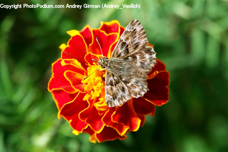 Bee, Bumblebee, Honey Bee, Insect, Invertebrate, Butterfly, Blossom