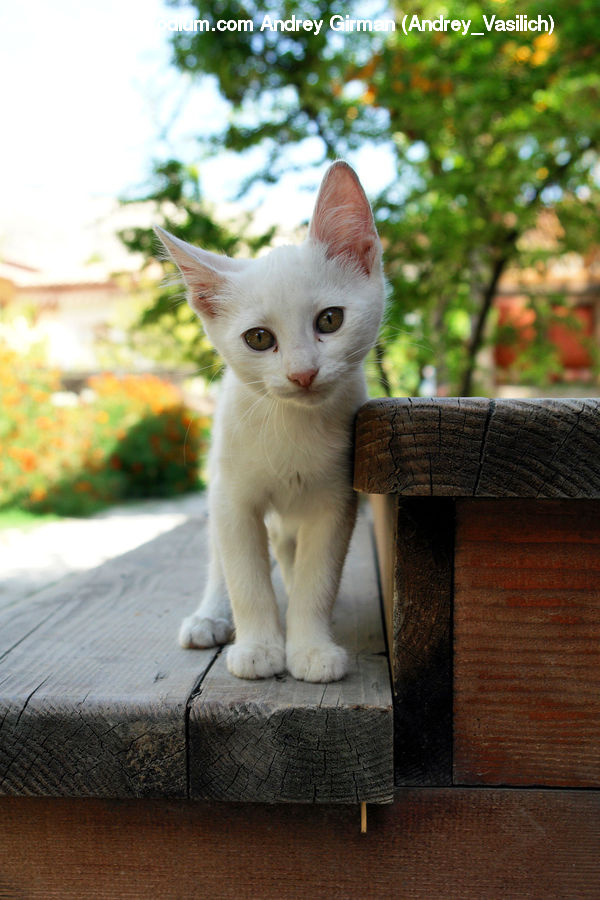 Animal, Canine, Cat, Chihuahua, Dog, Kitten, Mammal