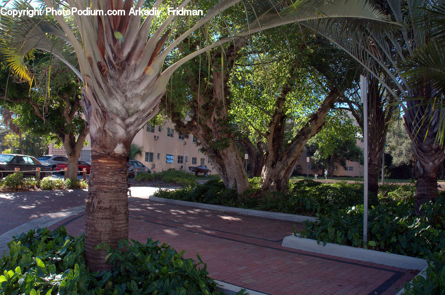 Palm Tree, Plant, Tree, Potted Plant, Herbal, Herbs, Planter