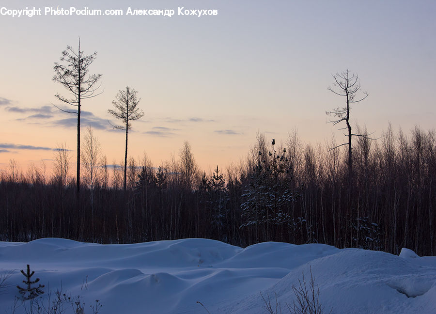 Conifer, Fir, Pine, Plant, Spruce, Tree, Dawn