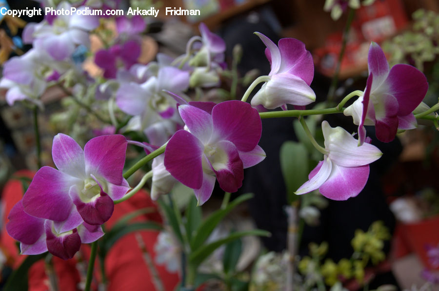Flora, Flower, Gladiolus, Plant, Potted Plant, Cup, Blossom