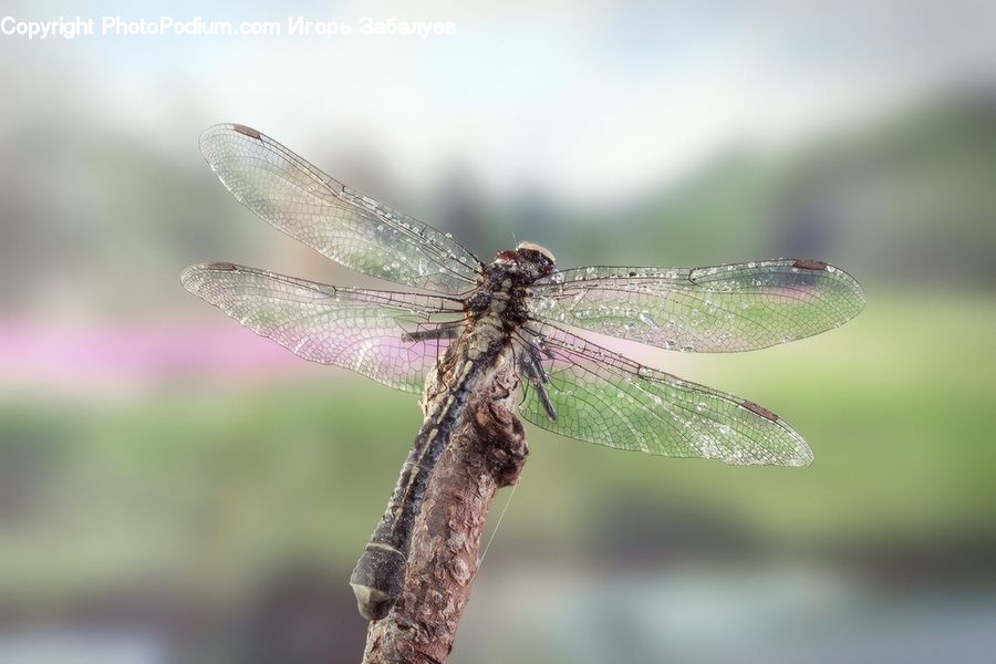 Anisoptera, Dragonfly, Insect, Invertebrate