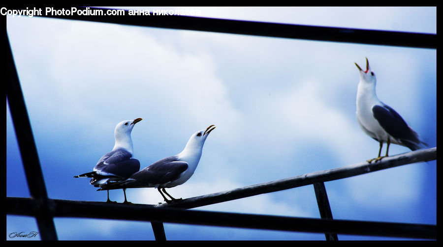 Bird, Seagull, Dove, Pigeon, Crane Bird, Heron, Beak