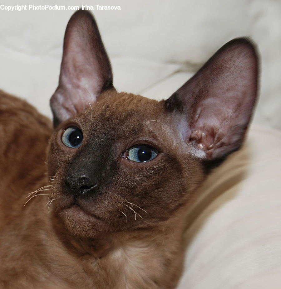 Animal, Cat, Pet, Siamese, Kitten, Mammal, Abyssinian