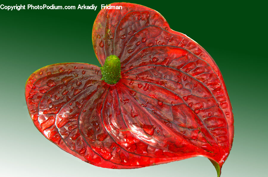 Anthurium, Flower, Plant, Blossom, Flora, Geranium, Anther