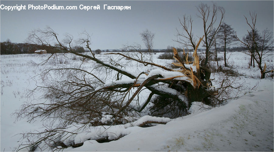 Plant, Tree, Conifer, Fir, Pine, Spruce, Ice