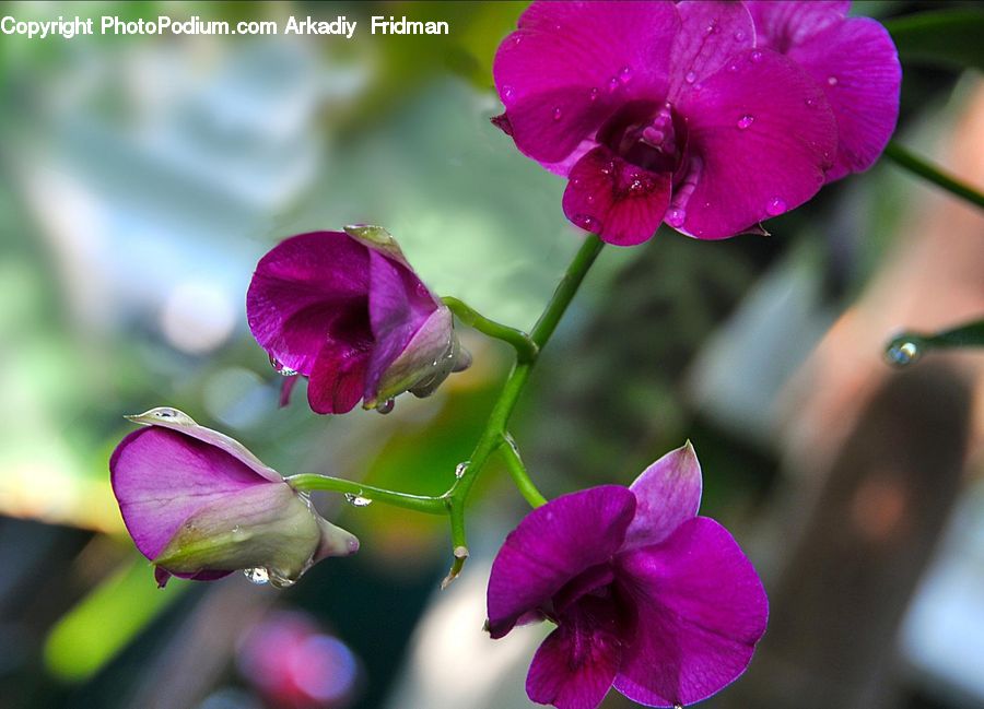 People, Person, Human, Blossom, Flora, Flower, Geranium
