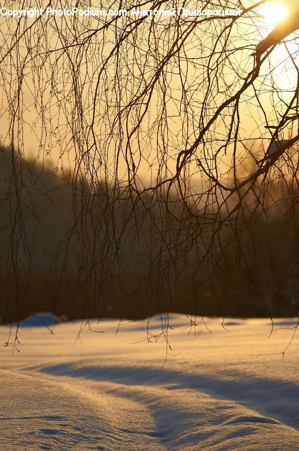 Landscape, Nature, Scenery, Plant, Tree, Flare, Light