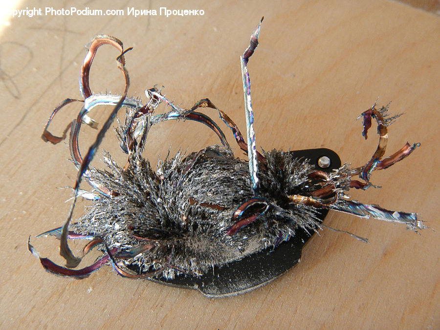 Bird Nest, Nest, Arachnid, Black Widow, Garden Spider, Insect, Invertebrate
