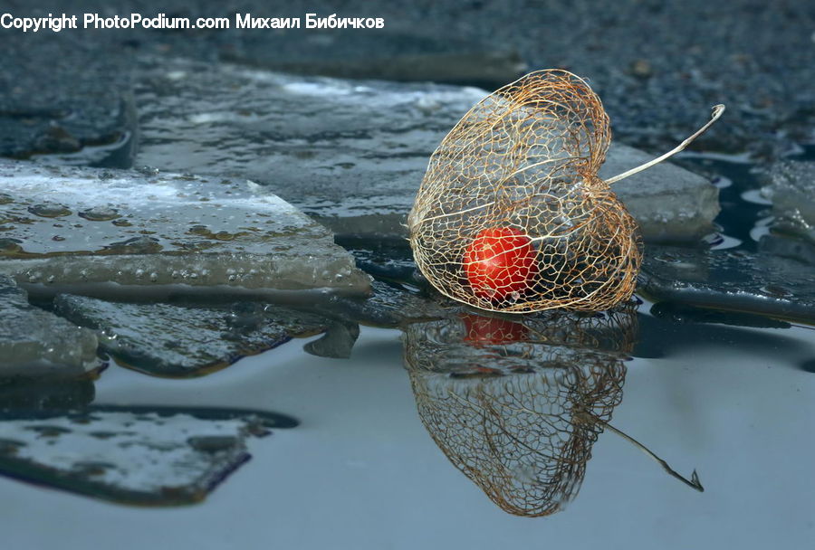 Fish, Sea Life, Sturgeon, Boat, Watercraft, Arachnid, Black Widow