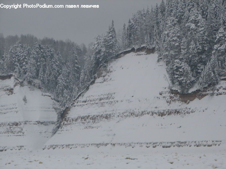 Ice, Outdoors, Snow, Forest, Vegetation, Conifer, Fir