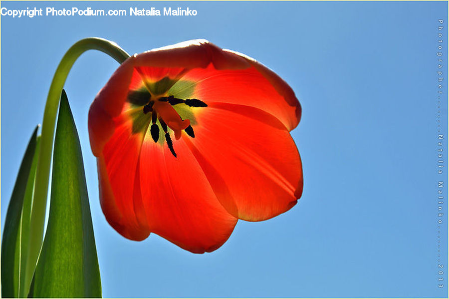 Blossom, Flora, Flower, Geranium, Plant, Anther, Petal