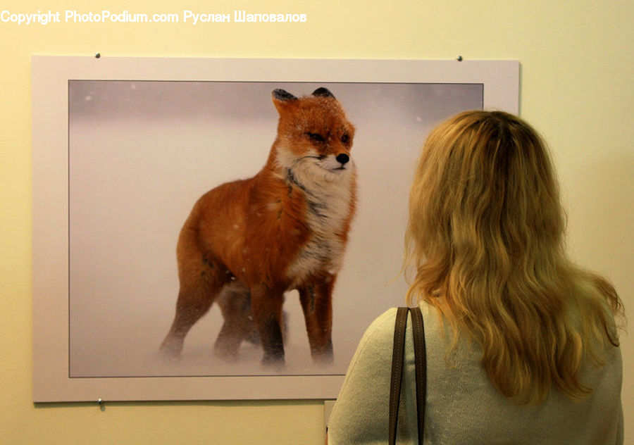 Animal, Canine, Fox, Grey Fox, Kit Fox, Mammal, Red Fox